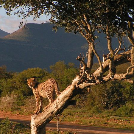 Samara Karoo Reserve Graaff-Reinet Exterior foto