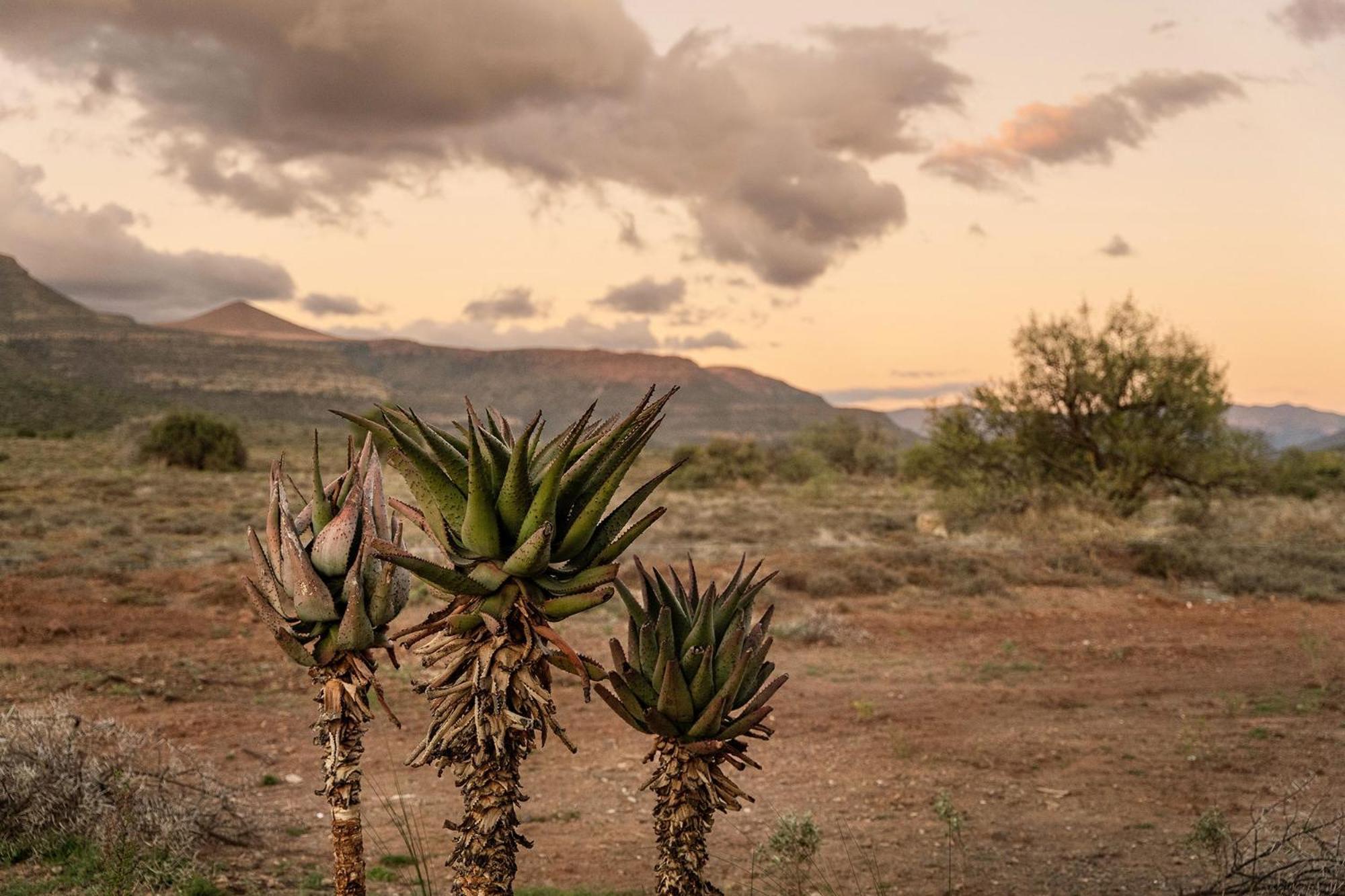 Samara Karoo Reserve Graaff-Reinet Exterior foto